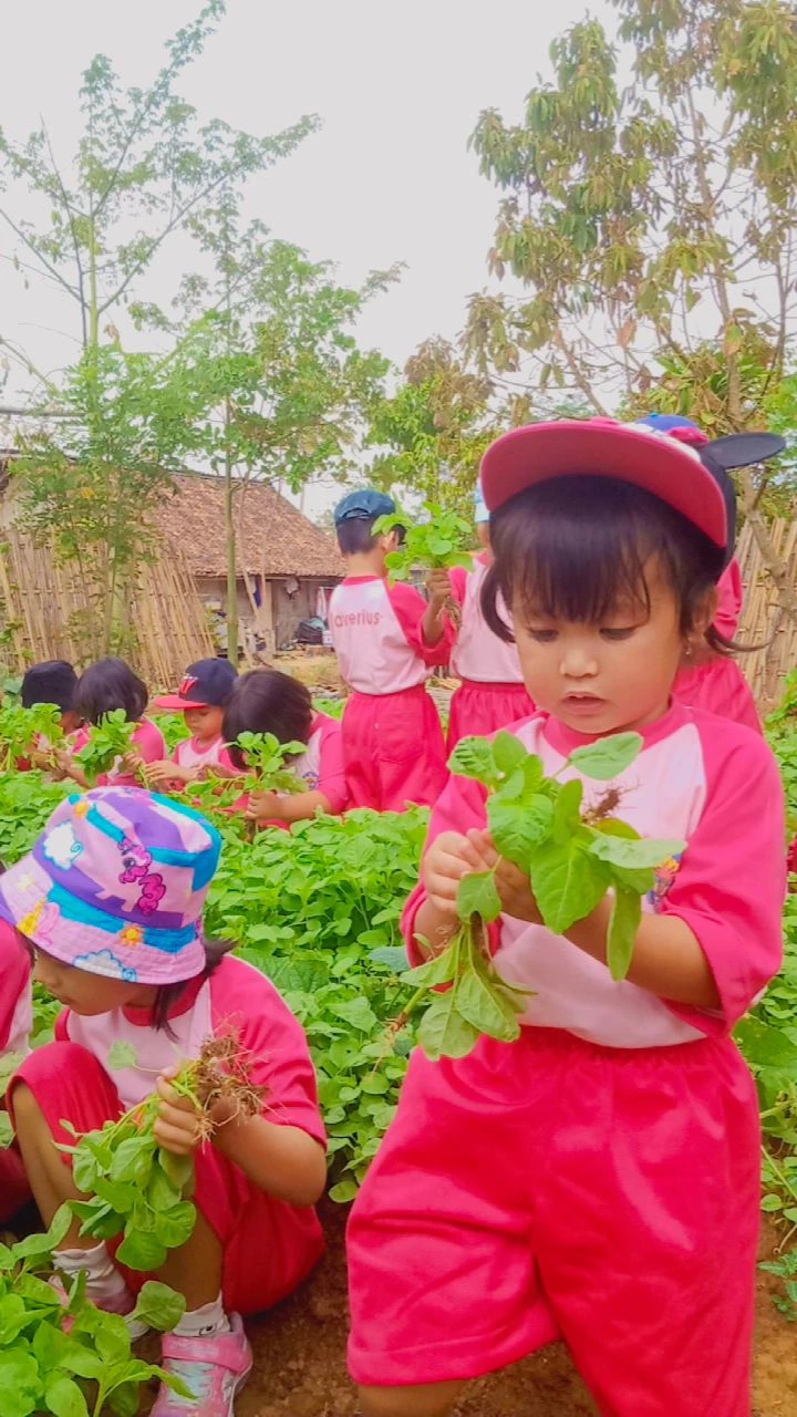 Sulingjar Ke Kebun Sayur